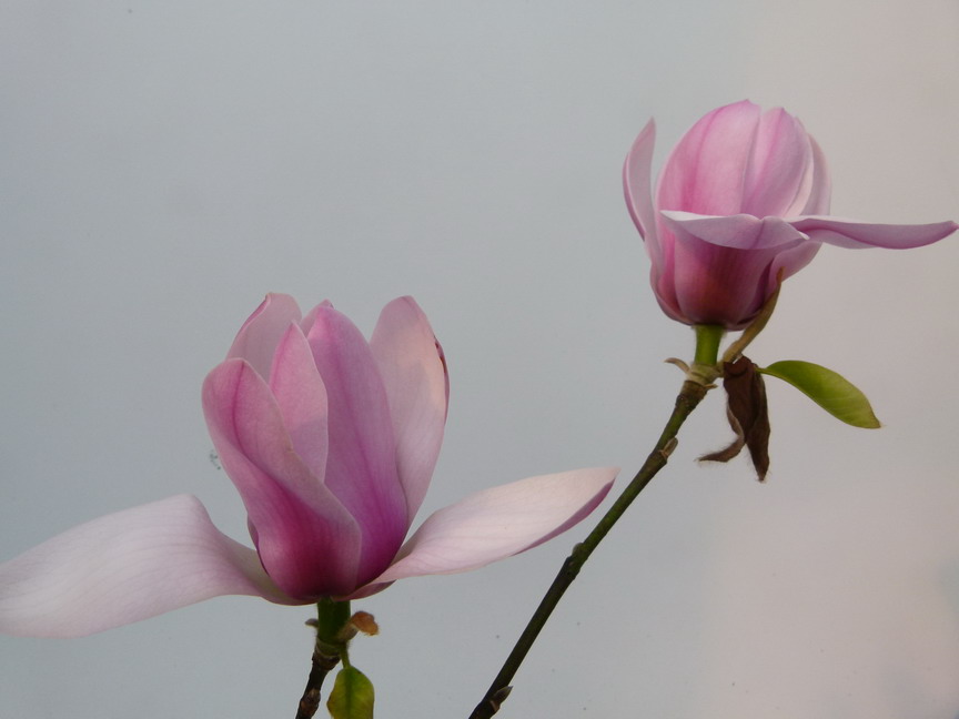 MAGNOLIA Serene