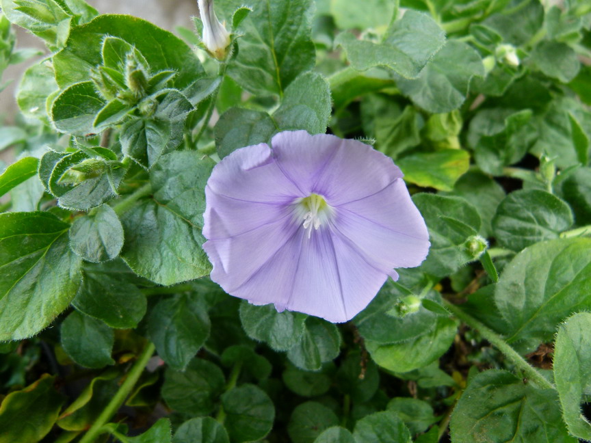 convolvulus-sabatius-compact-liseron-bleu-de-mauritanie-p-pini-re