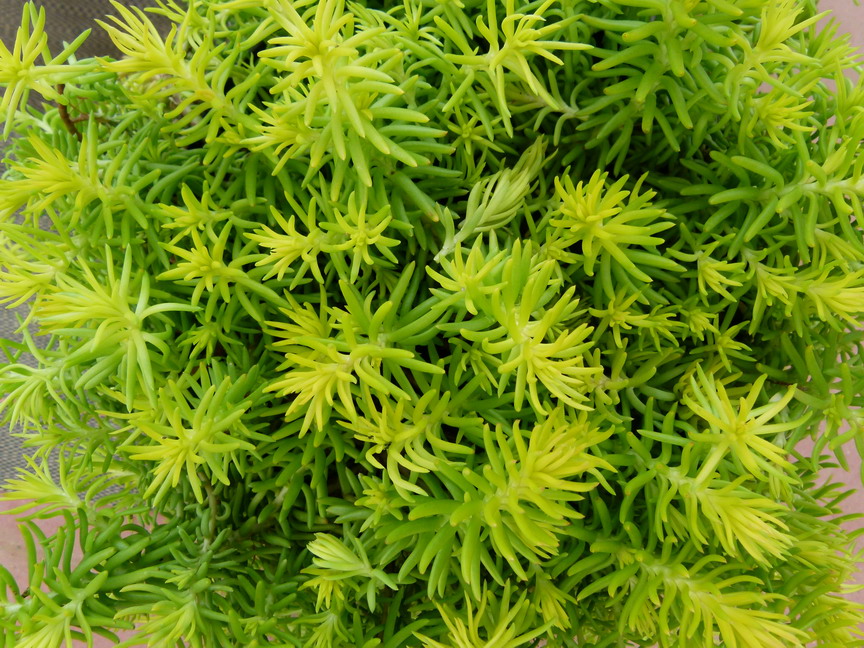 SEDUM ruprestre Angelina