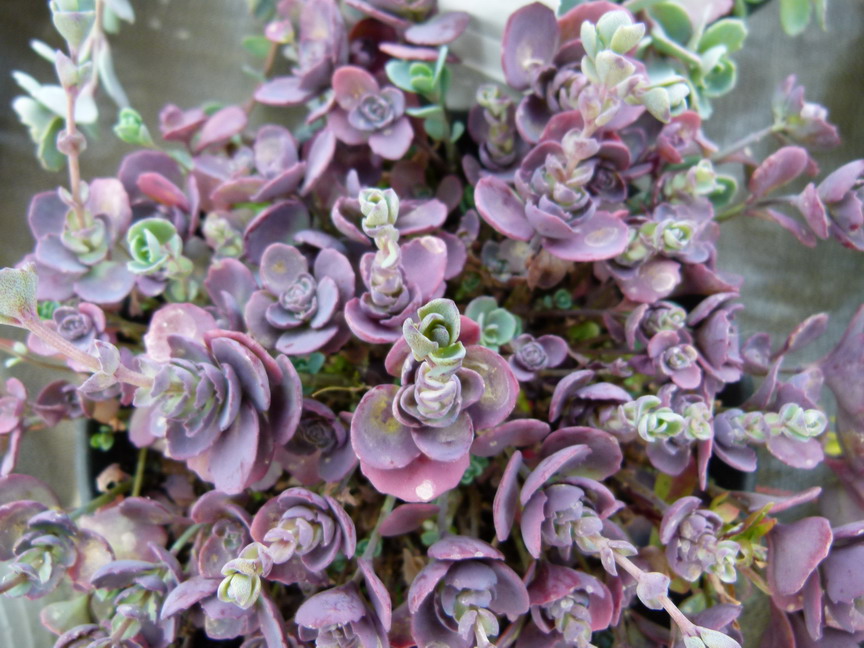 SEDUM cauticola Lidakense