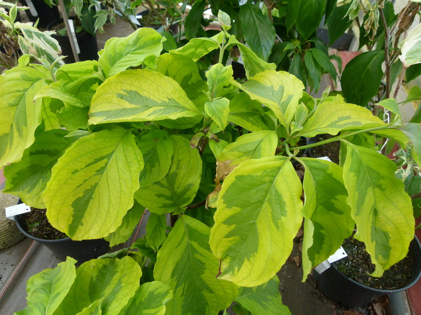 CORNUS florida Rainbow