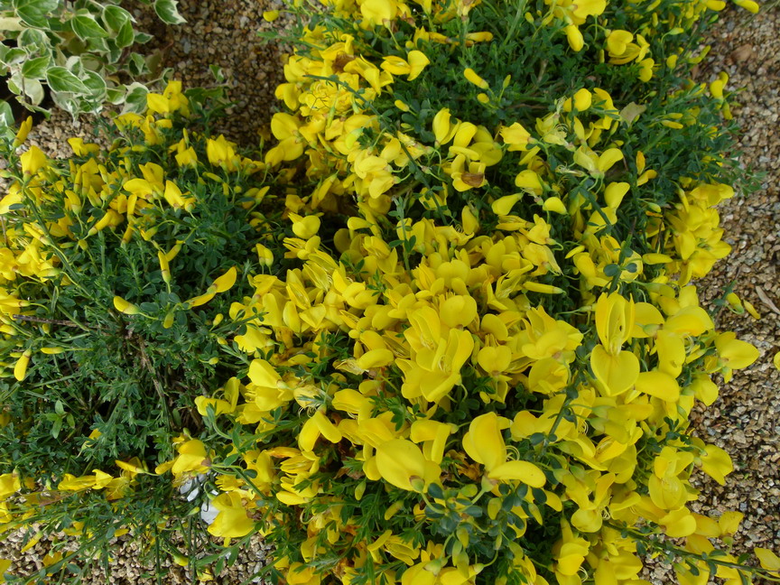 CYTISUS scoparius maritimus : floraison d'avril-mai. Nº5990