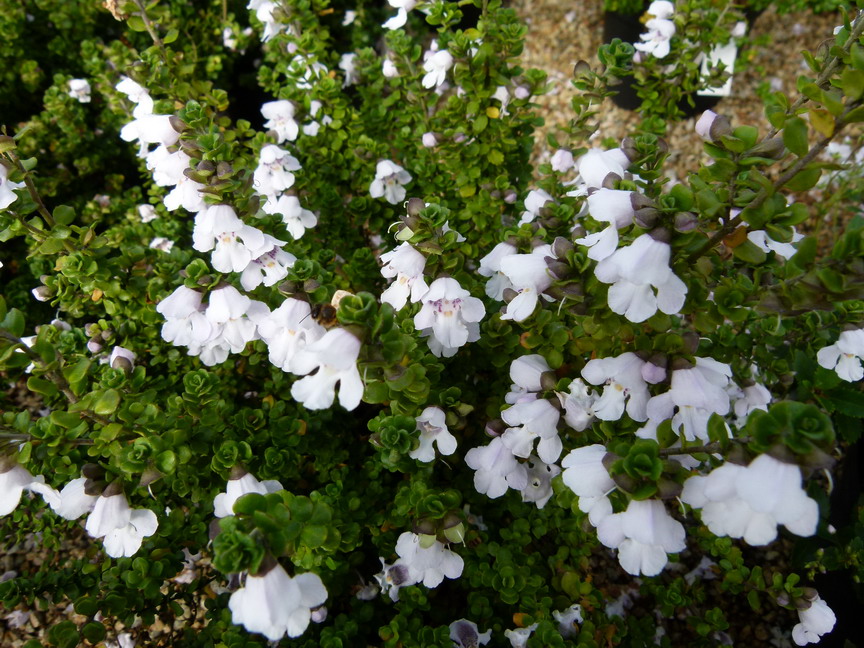 PROSTANTHERA cunneata