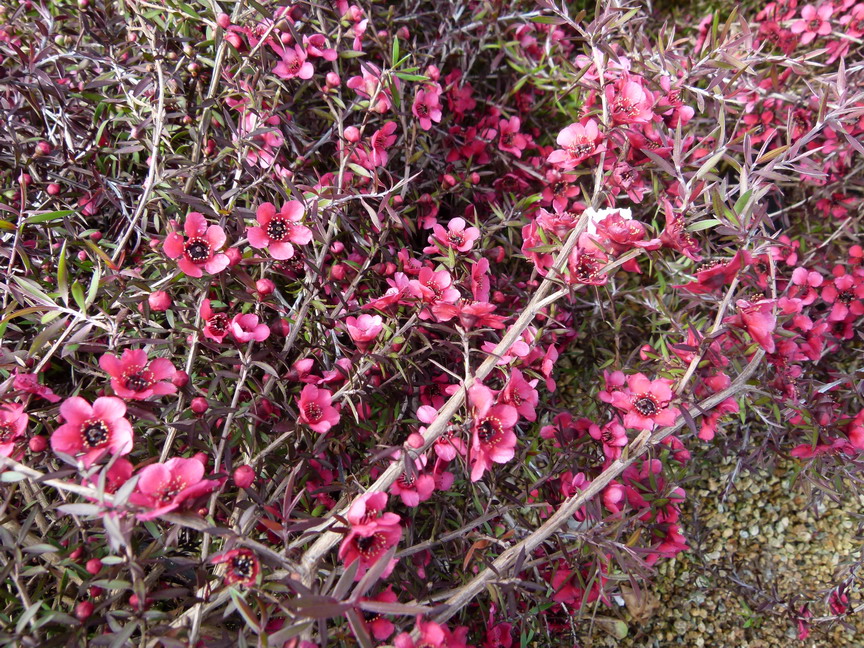 LEPTOSPERMUM scoparium Red Falls