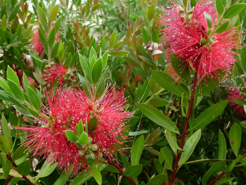 CALLISTEMON citrinus Splendens