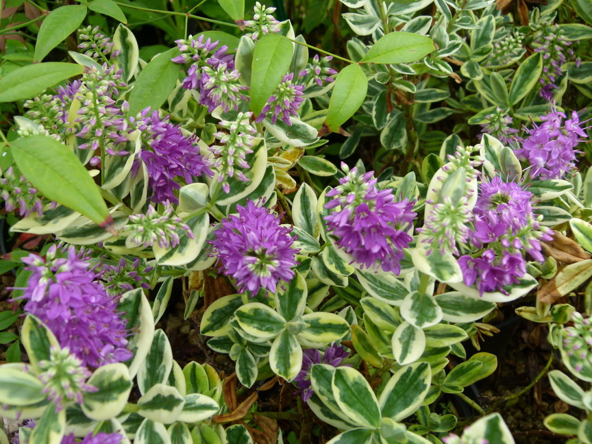 HEBE andersonii Variegata : floraison de juin-juillet. Nº6005