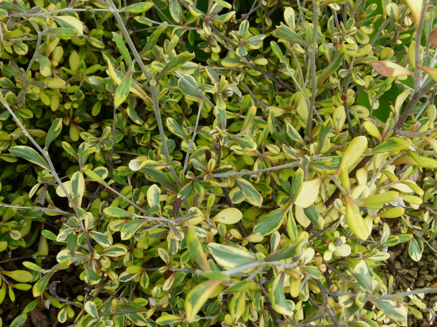 COROKIA x.virgata Sunsplash