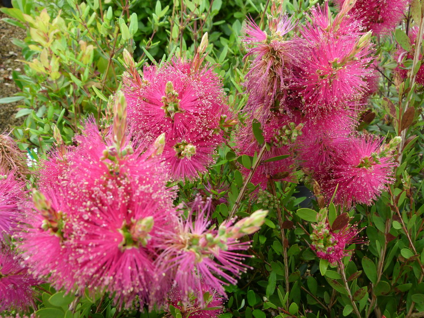 CALLISTEMON viminalis Hot Pink ® : floraison de mai-juin. Nº6007