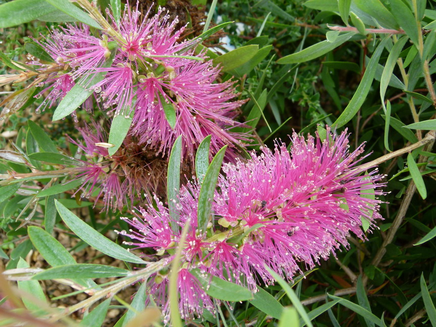 CALLISTEMON acuminatus : floraison de mai-juin. Nº6008