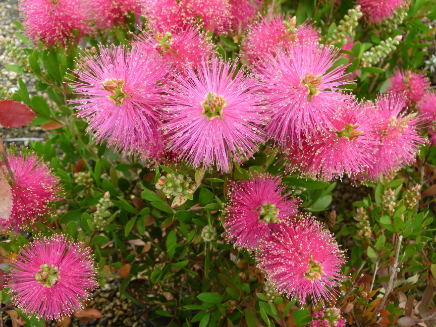 CALLISTEMON viminalis Hot Pink ® : floraison de mai-juin. Nº6009