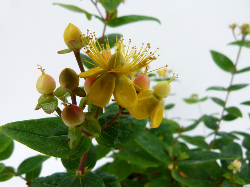 HYPERICUM x.inodorum Magical Beauty ®