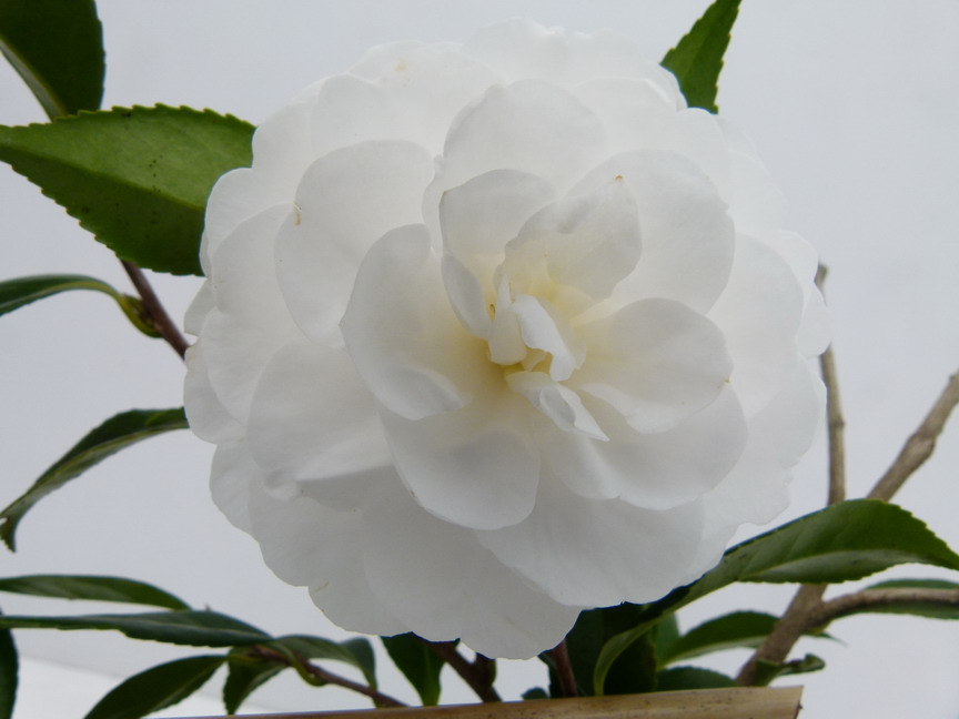 CAMELLIA sasanqua Early Pearly