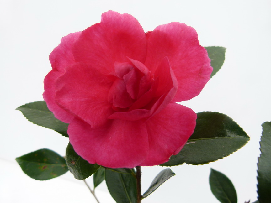 CAMELLIA sasanqua Dot Spengler