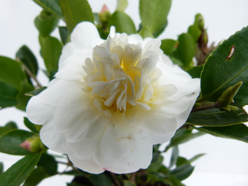 CAMELLIA sasanqua Gay Sue