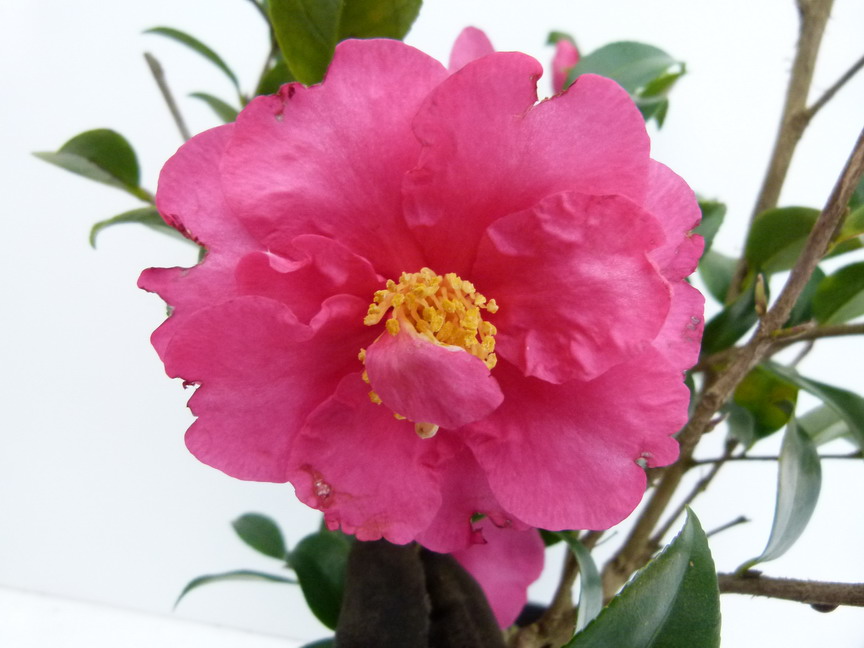 CAMELLIA sasanqua Biarnes