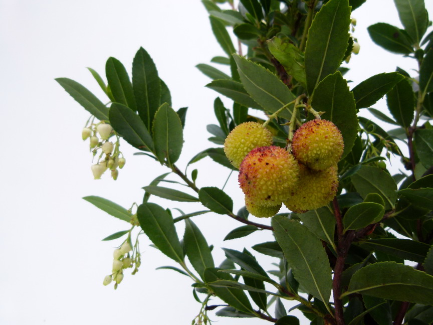 ARBUTUS unedo Atlantic
