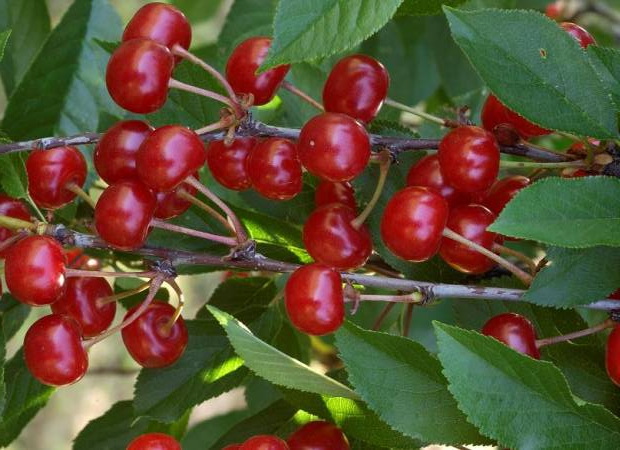 CERISIER à fruits Montmorency Saint-Laud