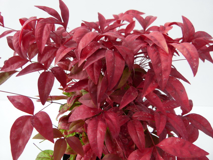 NANDINA domestica Blush Pink ®