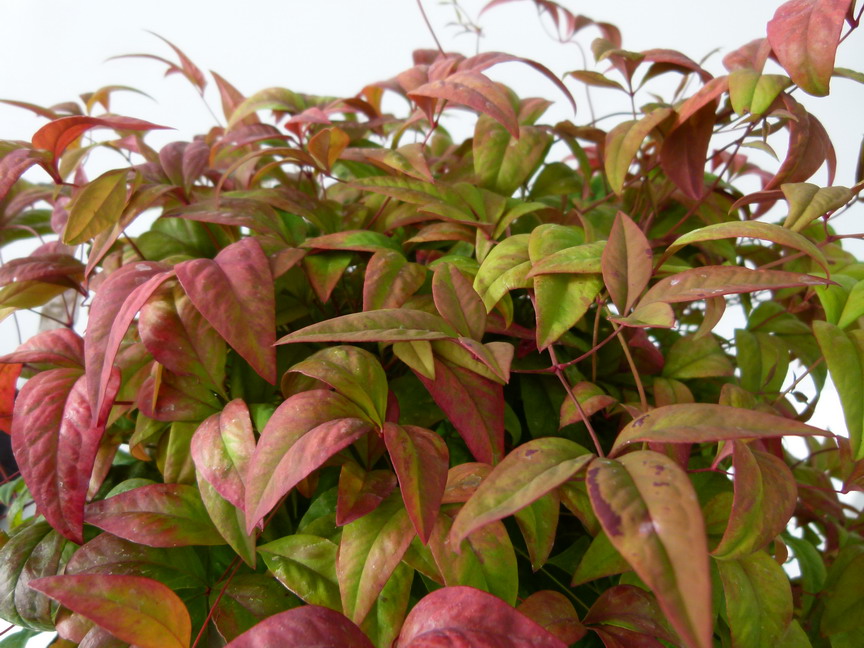 NANDINA domestica Wood's Dwarf