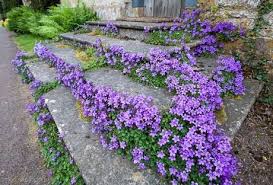 CAMPANULA muralis