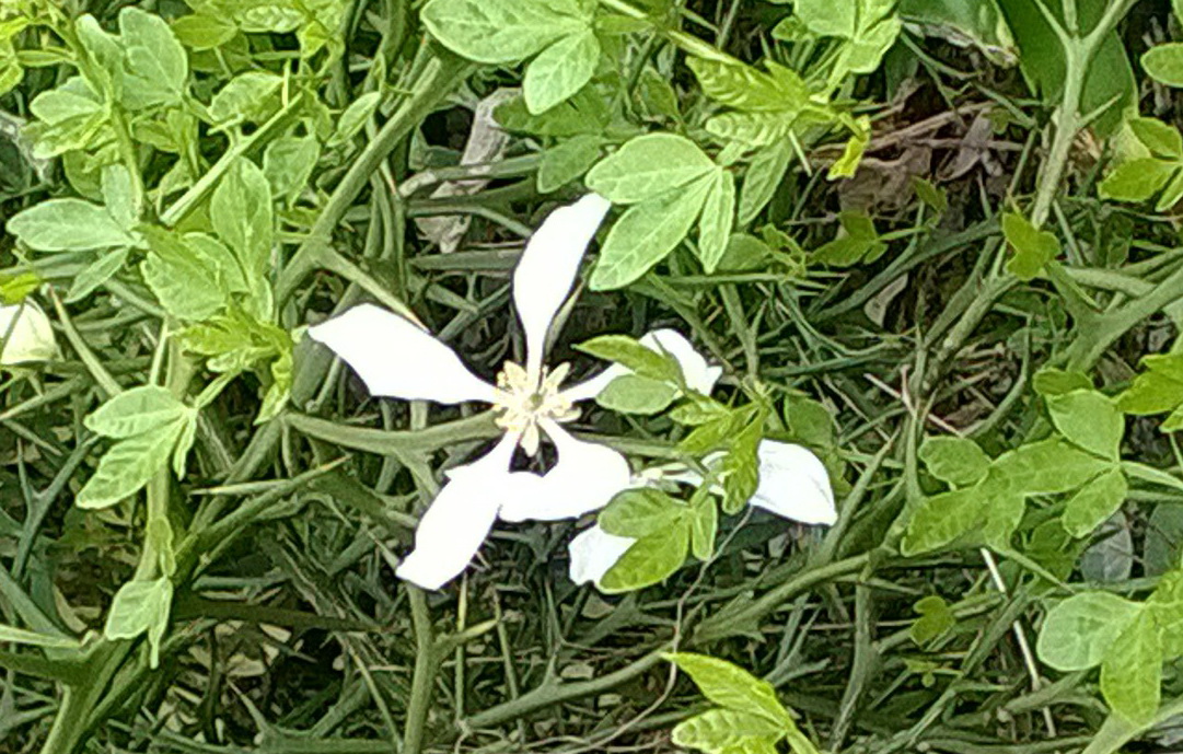 PONCIRUS trifoliata