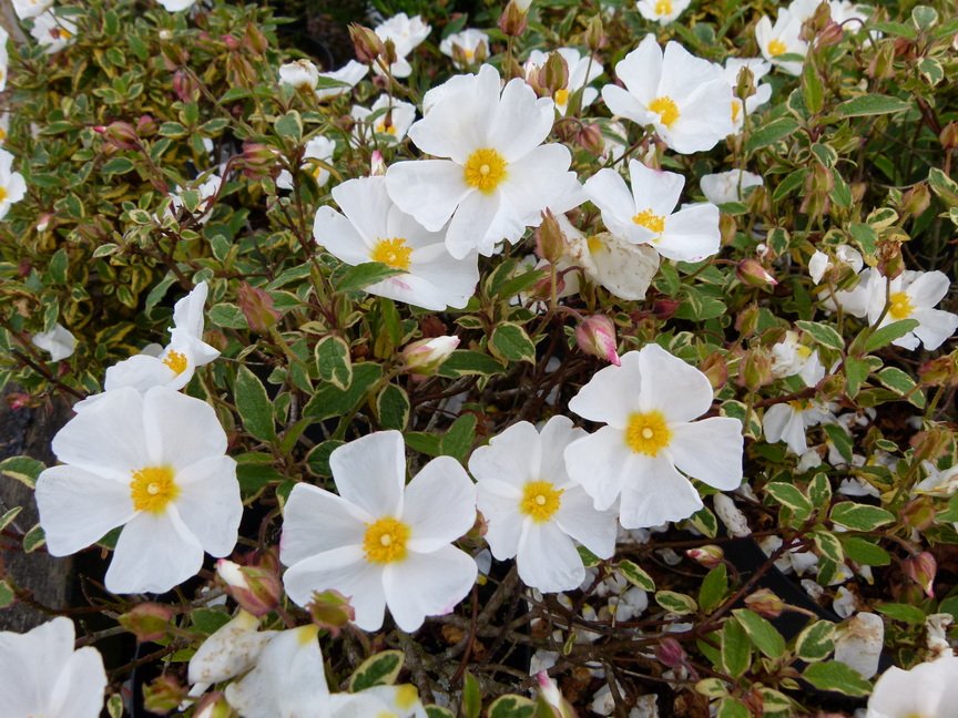 CISTUS x.corbariensis Rospico ®