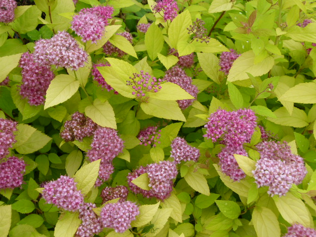 SPIRAEA japonica Golden Princess