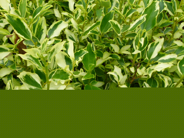 GRISELINIA littoralis Green Jewel