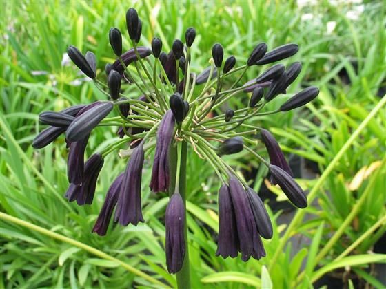 AGAPANTHUS Black Magic