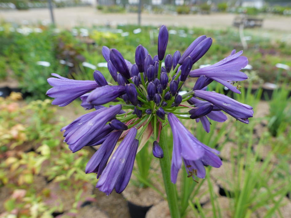 AGAPANTHUS Purple Delight