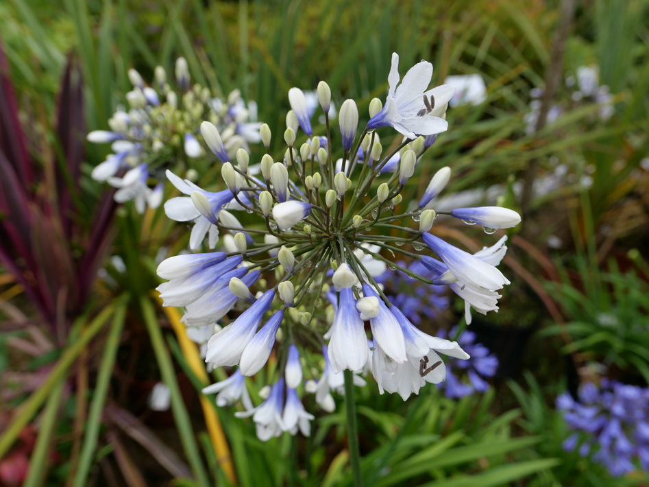 AGAPANTHUS Twister ®