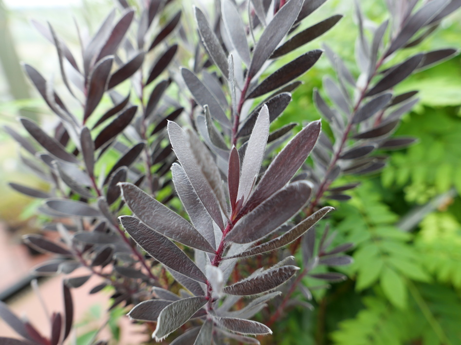 LEUCADENDRON Burgundy Sunset