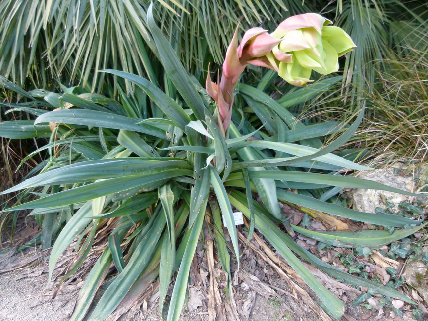 BESCHORNERIA yuccoides Quick Silver