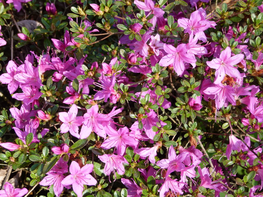 AZALEA japonaise Amoena