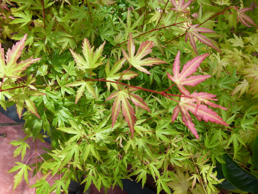 ACER palmatum Wilson's Pink Dwarf
