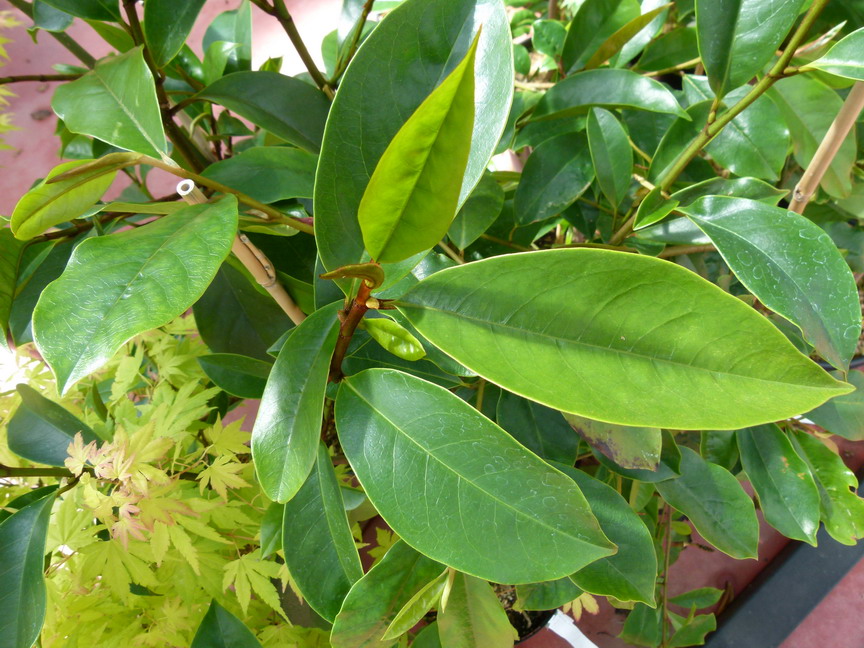 MICHELIA x.foggii Allspice