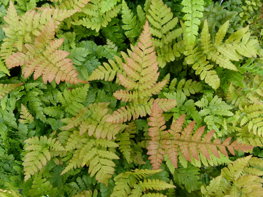 POLYSTICHUM polyblepharum