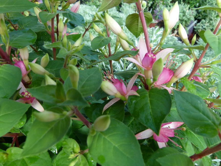 FUCHSIA Walz Jubelteen