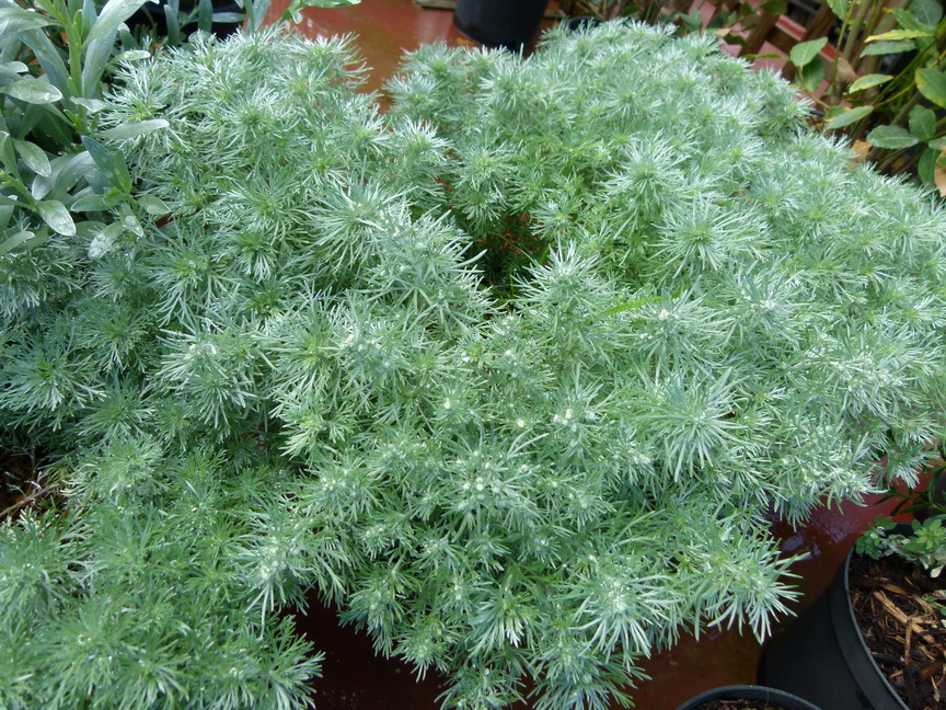 ARTEMISIA schmidtiana Nana