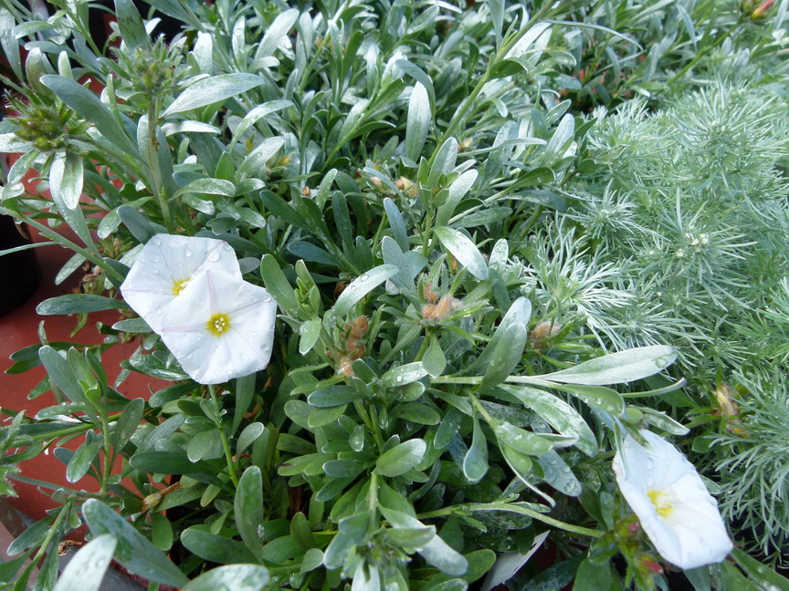 CONVOLVULUS cneorum : floraison de mai-juin. Nº6120