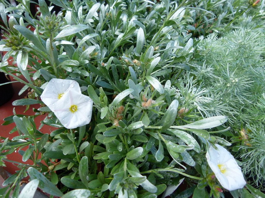 CONVOLVULUS cneorum