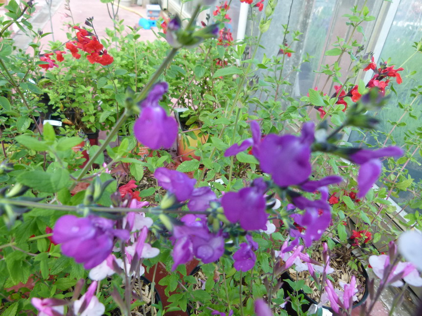 SALVIA microphylla Violette