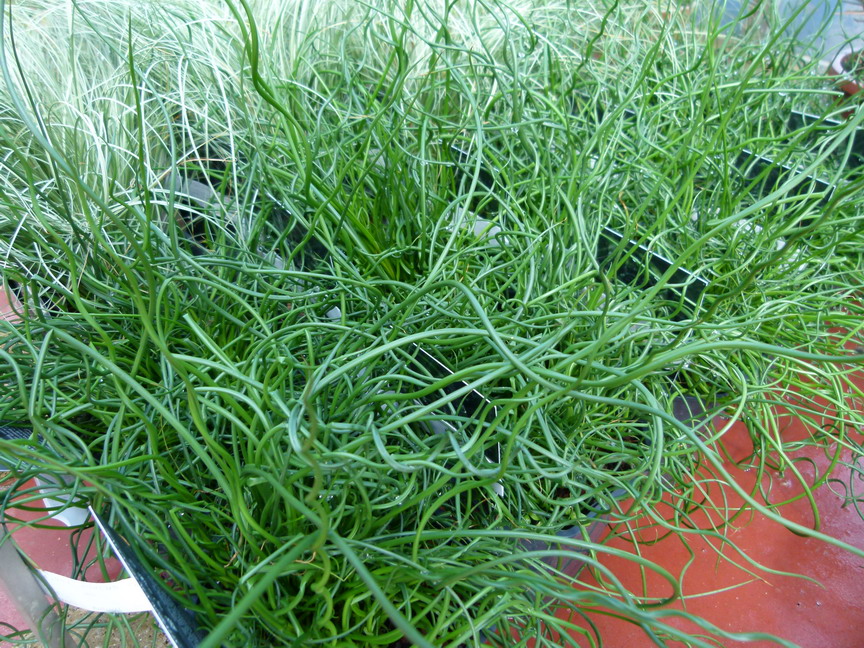 JUNCUS spiralis