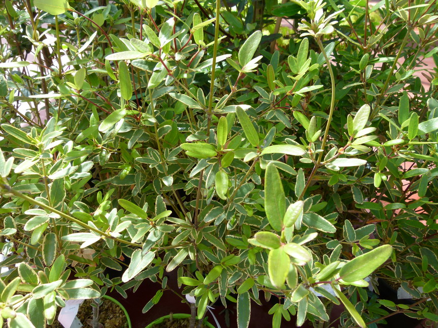 EUCRYPHIA lucida Gilt Edge