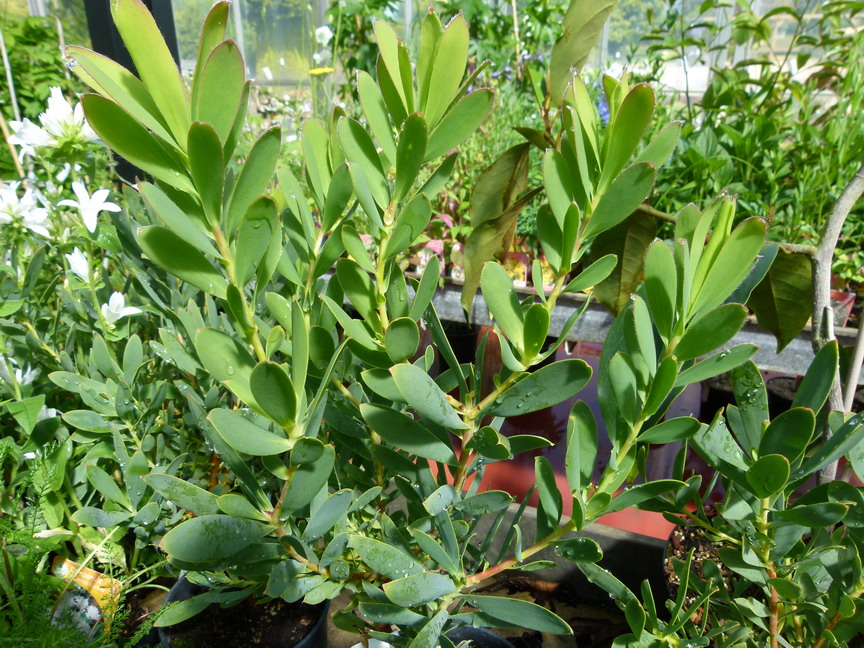 LEUCADENDRON Lime Magic