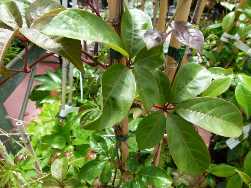 PARTHENOCISSUS henryana