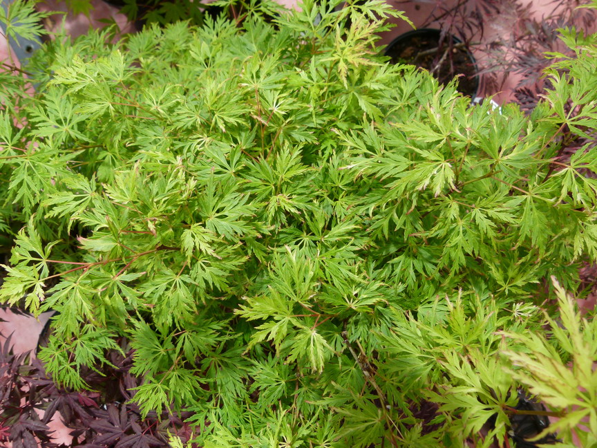 ACER palmatum Seiryu