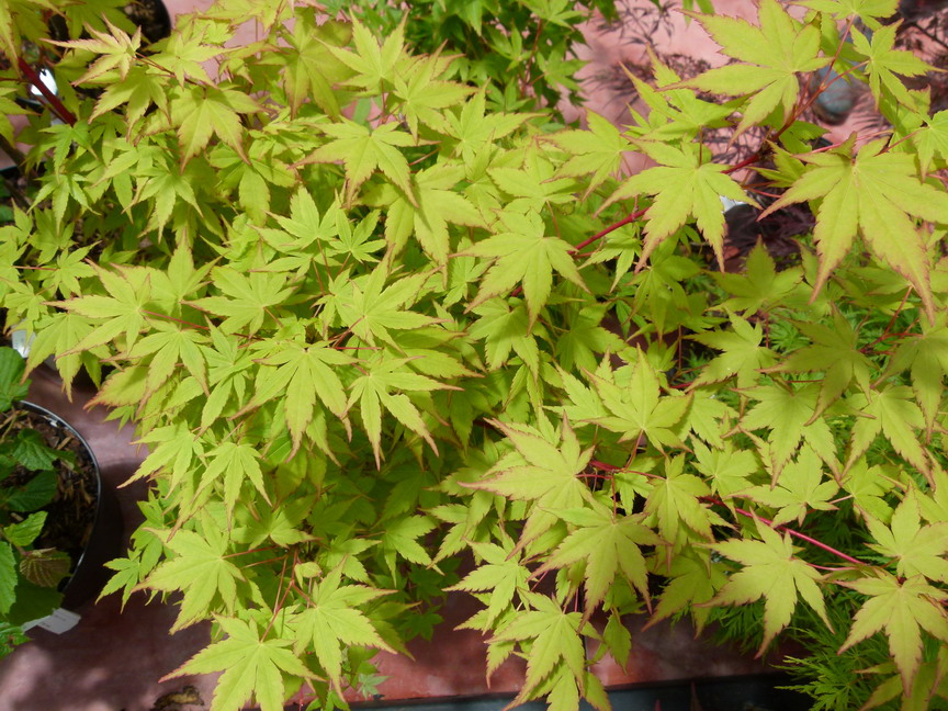 ACER palmatum Senkaki