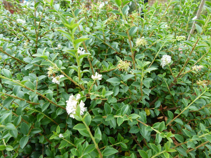 LIGUSTRUM delavayanum