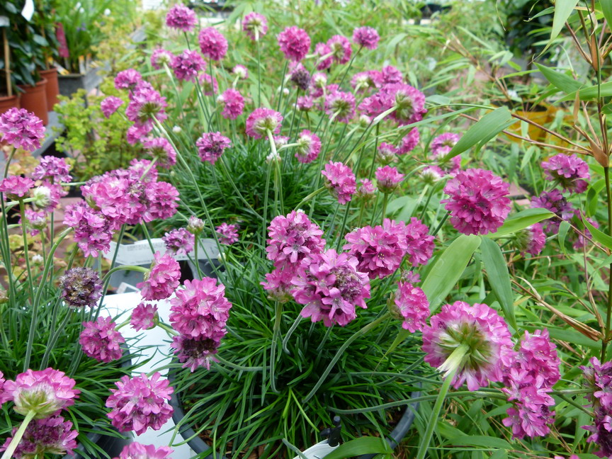 ARMERIA maritima Gloire de Dusserdolf